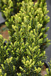 Hill's Yew (Taxus x media 'Hillii') at Glasshouse Nursery