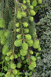 Weeping Norway Spruce (Picea abies 'Pendula') at Glasshouse Nursery