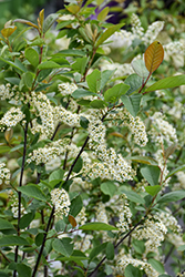 Chokecherry (Prunus virginiana) at Glasshouse Nursery