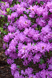 P.J.M. Elite Rhododendron (Rhododendron 'P.J.M. Elite') at Glasshouse Nursery