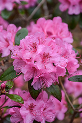 Olga Mezitt Rhododendron (Rhododendron 'Olga Mezitt') at Glasshouse Nursery