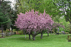 Kwanzan Flowering Cherry (Prunus serrulata 'Kwanzan') at Glasshouse Nursery