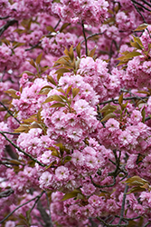 Kwanzan Flowering Cherry (Prunus serrulata 'Kwanzan') at Glasshouse Nursery