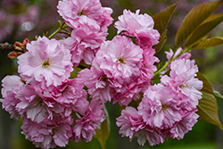 Kwanzan Flowering Cherry (Prunus serrulata 'Kwanzan') at Glasshouse Nursery