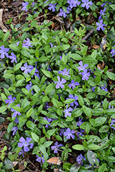 Common Periwinkle (Vinca minor) at Glasshouse Nursery