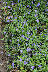 Common Periwinkle (Vinca minor) at Glasshouse Nursery
