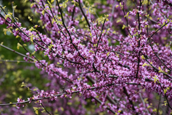 Eastern Redbud (Cercis canadensis) at Glasshouse Nursery