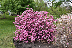 Aglo Rhododendron (Rhododendron 'Aglo') at Glasshouse Nursery
