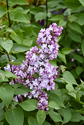 Belle de Nancy Lilac (Syringa vulgaris 'Belle de Nancy') at Glasshouse Nursery