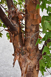 Paperbark Maple (Acer griseum) at Glasshouse Nursery