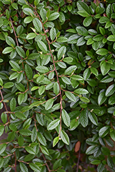 Scarlet Leader Willowleaf Cotoneaster (Cotoneaster salicifolius 'Scarlet Leader') at Glasshouse Nursery