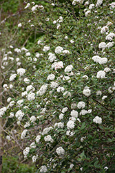 Burkwood Viburnum (Viburnum x burkwoodii) at Glasshouse Nursery