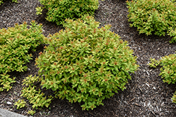 Dakota Goldcharm Spirea (Spiraea japonica 'Mertyann') at Glasshouse Nursery