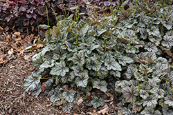 Green Spice Coral Bells (Heuchera 'Green Spice') at Glasshouse Nursery