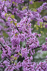 Eastern Redbud (Cercis canadensis) at Glasshouse Nursery