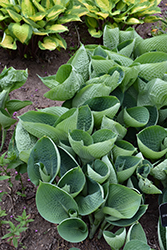 Abiqua Drinking Gourd Hosta (Hosta 'Abiqua Drinking Gourd') at Glasshouse Nursery