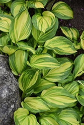 Rainbow's End Hosta (Hosta 'Rainbow's End') at Glasshouse Nursery