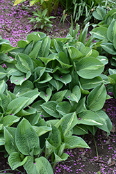 Striptease Hosta (Hosta 'Striptease') at Glasshouse Nursery