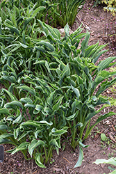 Praying Hands Hosta (Hosta 'Praying Hands') at Glasshouse Nursery