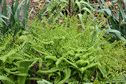 Northern Maidenhair Fern (Adiantum pedatum) at Glasshouse Nursery