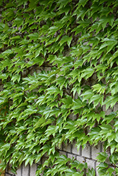 Boston Ivy (Parthenocissus tricuspidata) at Glasshouse Nursery