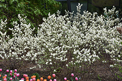 Mt. Airy Fothergilla (Fothergilla major 'Mt. Airy') at Glasshouse Nursery