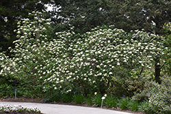 Alleghany Viburnum (Viburnum x rhytidophylloides 'Alleghany') at Glasshouse Nursery