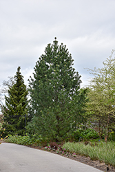 Vanderwolf's Pyramid Pine (Pinus flexilis 'Vanderwolf's Pyramid') at Glasshouse Nursery