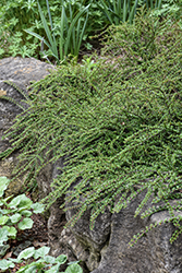 Tom Thumb Cotoneaster (Cotoneaster apiculatus 'Tom Thumb') at Glasshouse Nursery