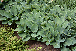 Halcyon Hosta (Hosta 'Halcyon') at Glasshouse Nursery