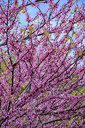 Eastern Redbud (tree form) (Cercis canadensis '(tree form)') at Glasshouse Nursery
