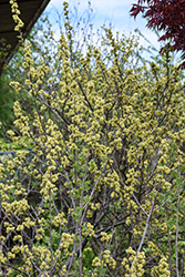 Fragrant Sumac (Rhus aromatica) at Glasshouse Nursery