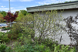 Fragrant Sumac (Rhus aromatica) at Glasshouse Nursery