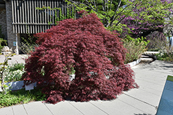 Inaba Shidare Cutleaf Japanese Maple (Acer palmatum 'Inaba Shidare') at Glasshouse Nursery