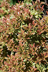 Little Heath Japanese Pieris (Pieris japonica 'Little Heath') at Glasshouse Nursery