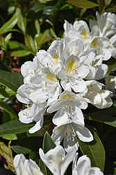 Chionoides Rhododendron (Rhododendron catawbiense 'Chionoides') at Glasshouse Nursery