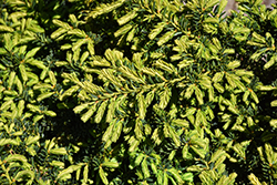 Emerald Spreader Yew (Taxus cuspidata 'Emerald Spreader') at Glasshouse Nursery