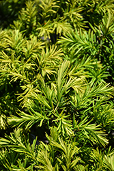 New Selection Yew (Taxus x media 'New Selection') at Glasshouse Nursery