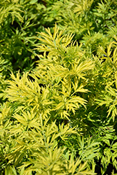 Golden Tower Elder (Sambucus nigra 'Jdeboer001') at Glasshouse Nursery