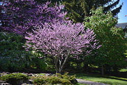 Eastern Redbud (Cercis canadensis) at Glasshouse Nursery