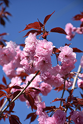 Royal Burgundy Flowering Cherry (Prunus serrulata 'Royal Burgundy') at Glasshouse Nursery