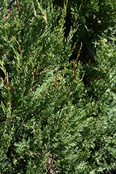 Montana Green Juniper (Juniperus scopulorum 'Montana Green') at Glasshouse Nursery