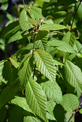 Yellow Birch (Betula allegheniensis) at Glasshouse Nursery