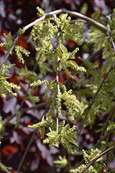 Chaparral Weeping Mulberry (Morus alba 'Chaparral') at Glasshouse Nursery