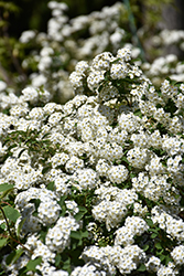 Vanhoutte Spirea (Spiraea x vanhouttei) at Glasshouse Nursery