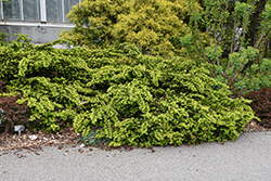 Emerald Spreader Yew (Taxus cuspidata 'Emerald Spreader') at Glasshouse Nursery