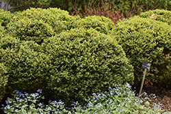 Green Velvet Boxwood (Buxus 'Green Velvet') at Glasshouse Nursery