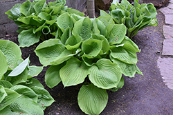 Sum and Substance Hosta (Hosta 'Sum and Substance') at Glasshouse Nursery