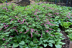 Common Bleeding Heart (Dicentra spectabilis) at Glasshouse Nursery
