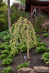 Chaparral Weeping Mulberry (Morus alba 'Chaparral') at Glasshouse Nursery